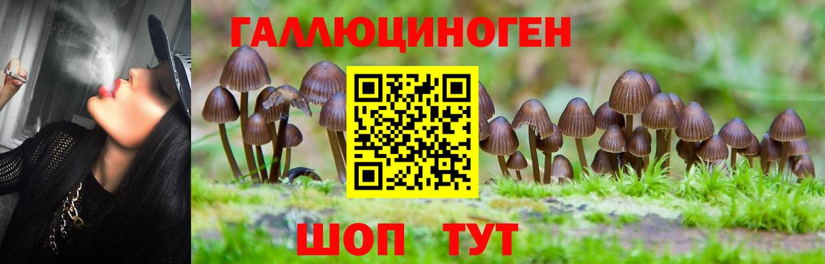 Кстово  Псилоцибиновые грибы Psilocybine cubensis  Вход с VPN 